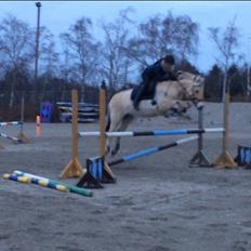 Fjordhest Flicka Fredensdal