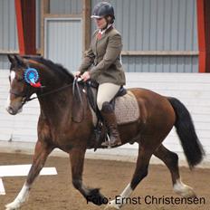 Welsh Cob (sec D) Vedkiær's rufus (Tidligere hest)