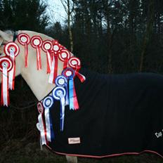 Fjordhest Glibings jura