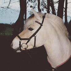 Fjordhest Glibings jura