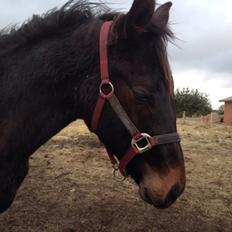 Dansk Varmblod Pinvigs Aslan