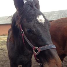 Dansk Varmblod Pinvigs Aslan