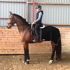 Dansk Varmblod La Di Da