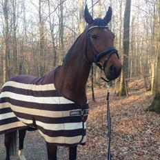 Dansk Varmblod La Di Da