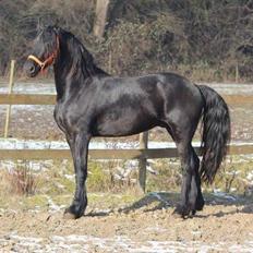 Frieser Trible Trouble af Sortemosegård