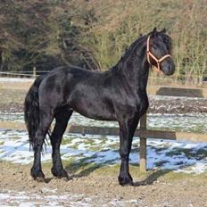 Frieser Trible Trouble af Sortemosegård