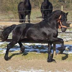 Frieser Trible Trouble af Sortemosegård