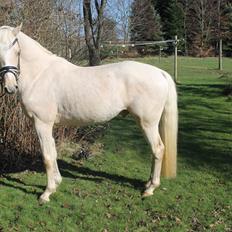 DSP Ørnagergård Caluni