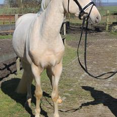 DSP Ørnagergård Caluni