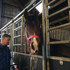 Dansk Varmblod Bankgårds Coletté