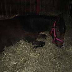 Dansk Varmblod Bankgårds Coletté