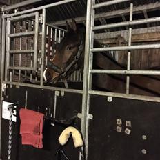 Dansk Varmblod Bankgårds Coletté