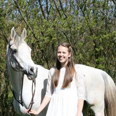 Arabisk fuldblod (OX) Zadalina