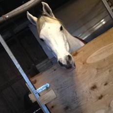 Arabisk fuldblod (OX) Zadalina