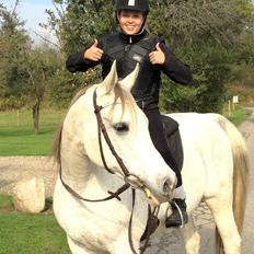 Arabisk fuldblod (OX) Zadalina