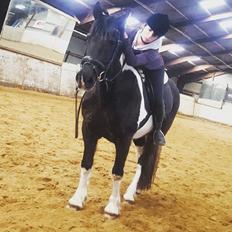 Barockpinto Sir Bailey