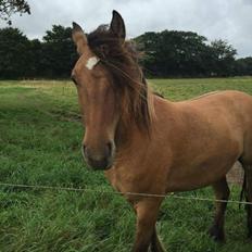 Anden særlig race Cappuccino