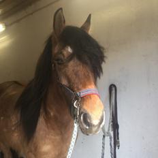 Anden særlig race Cappuccino