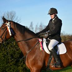 Dansk Varmblod Calaz