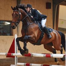 Dansk Varmblod Calaz