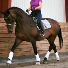 Dansk Varmblod Challenger