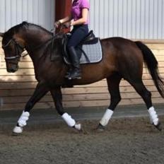 Dansk Varmblod Challenger