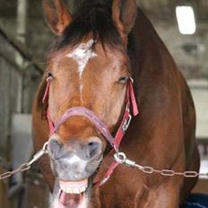 Anden særlig race Walkin´A