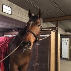 Anden særlig race Walkin´A