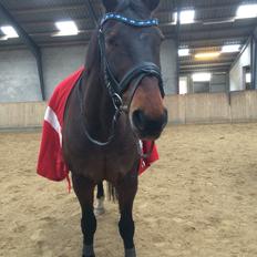 Oldenborg Amadæus Søndergård R.I.P (tidligere lånehest)