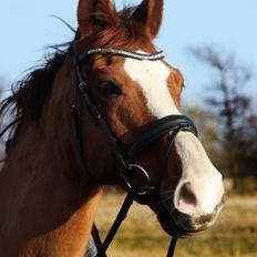 Anden særlig race Peter Pan (SOLGT) * For evigt elsket <3*