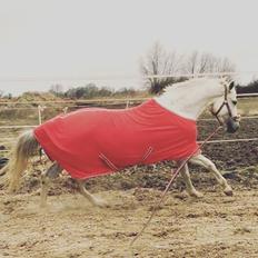 Trakehner Gabie