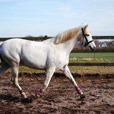 Anden særlig race Windrose's Athena