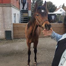 Arabisk fuldblod (OX) DAH Havafouz Mazran 