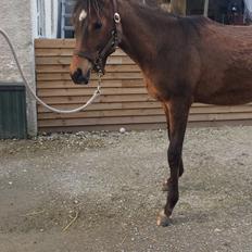 Arabisk fuldblod (OX) DAH Havafouz Mazran 