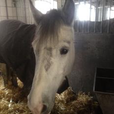 Anden særlig race Spice