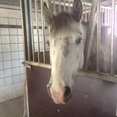 Anden særlig race Spice