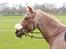 Hollandsk Sportspony Billy Boy