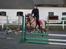 Hollandsk Sportspony Billy Boy