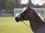 Hollandsk Sportspony Billy Boy - Velkommen til Billy´s profil<3