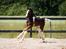 Drumhorse Princess Darling Daisy Day 