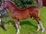 Welsh Cob (sec D) Møllegydens Brego