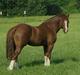 Welsh Cob (sec D) Taraco Fabio