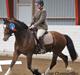 Welsh Cob (sec D) Vedkiær's rufus (Tidligere hest)