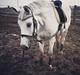 Trakehner Gabie