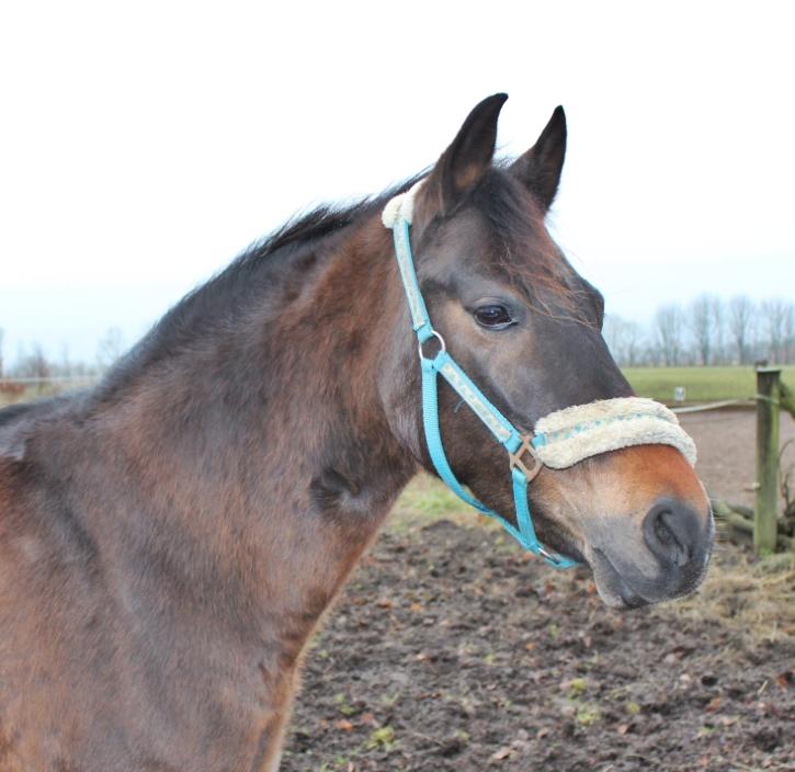 New Forest Annexgårdens brownie billede 3