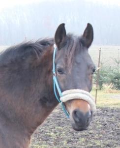 New Forest Annexgårdens brownie billede 5