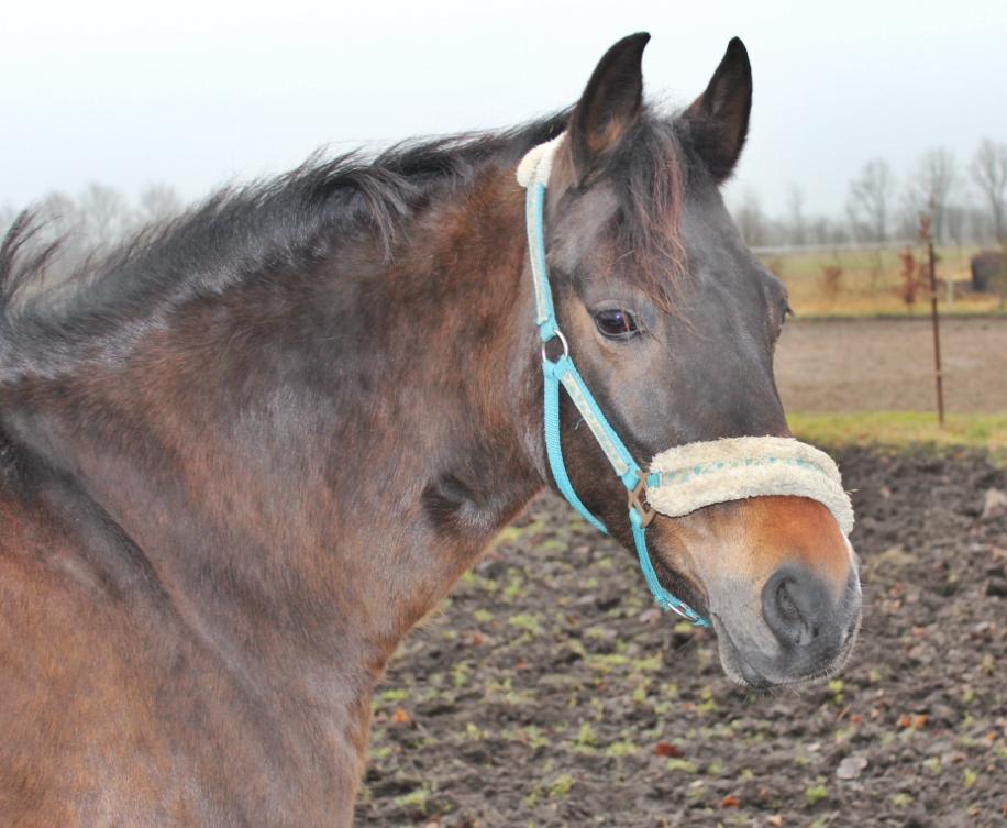 New Forest Annexgårdens brownie billede 6