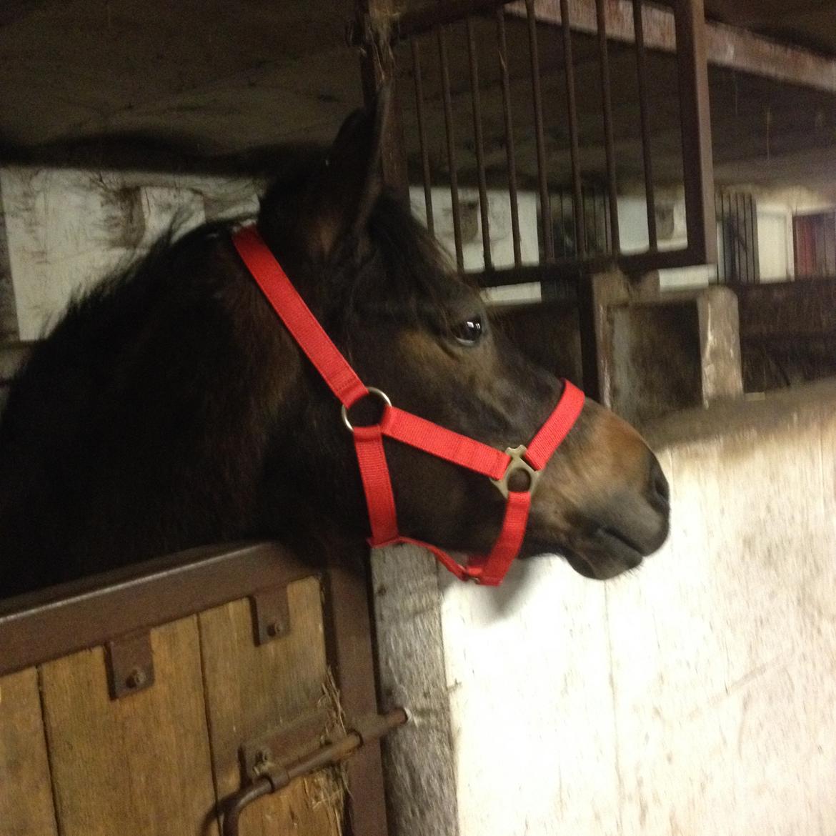 New Forest Annexgårdens brownie billede 8