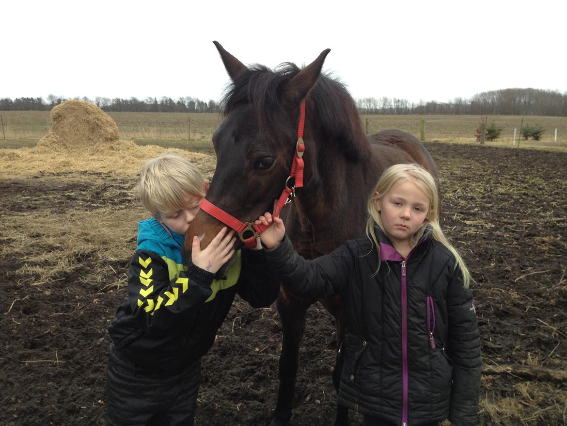 New Forest Annexgårdens brownie billede 9