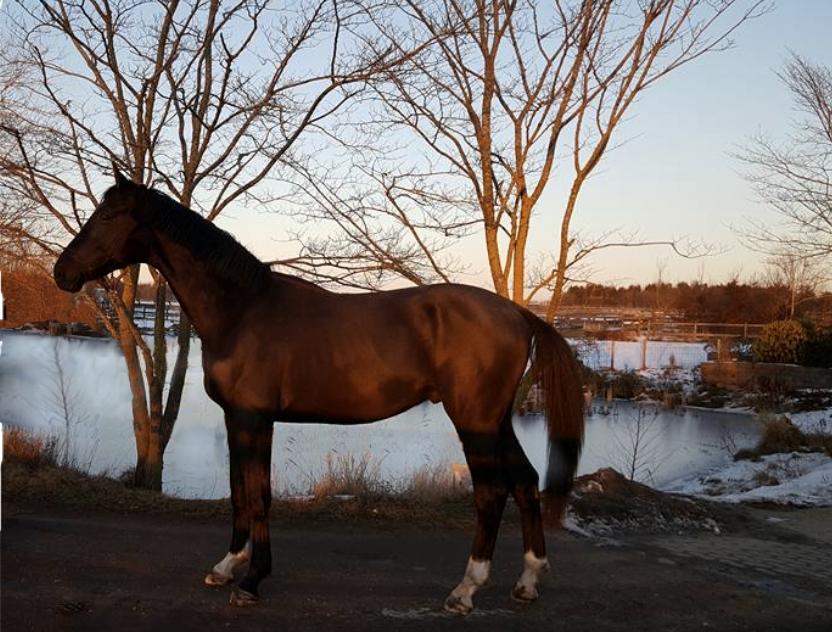 Dansk Varmblod Zetsubou die Weltrose billede 16